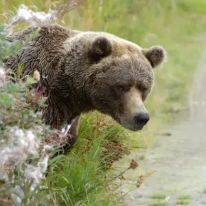 Brown Bear (Ursus arctos) Looking out from behind bush - Alaska, U. S. A Brown Bear (Ursus arctos) Looking out from behind bush - Alaska, U. S. A