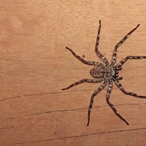 Brown Huntsman Spider (Heteropoda venatoria) adult, Porto Jofre, Mato Grosso, Brazil, september