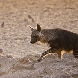 Brown Hyena (Hyaena brunnea) and Black-backed Jackal (Canis mesomelas) adults, interacting at waterhole