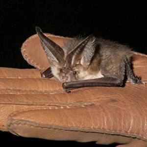 Brown Long-eared Bat (Plecotus auritus) adult, held in gloved hand pending examination, Sussex, England, February