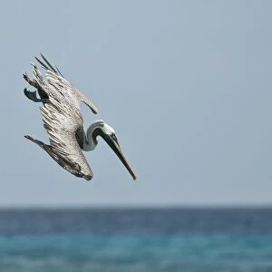 Brown Pelican (Pelecanus occidentalis) adult, chick-feeding plumage, in flight, plunge diving into sea for fish