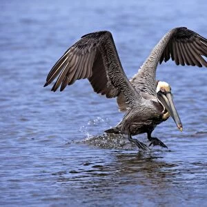 Brown Pelican (Pelecanus occidentalis) adult, breeding plumage, in flight, taking off from water, Sanibel Island