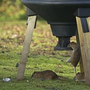 Brown Rat (Rattus norvegicus) four adults, feeding at pheasant feeder, Shropshire, England, November