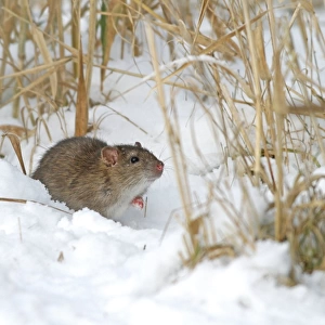 Brown Rat (Rattus norvegicus) juvenile, standing in snow, Leicestershire, England, december