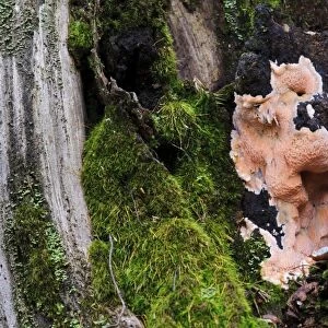 Brown-rot (Postia placenta) growing over decaying tree stump, Clumber Park, Nottinghamshire, England, October