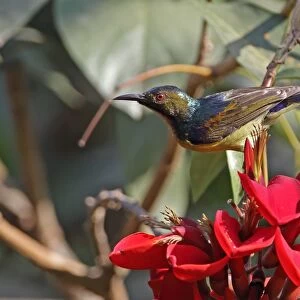 Brown-throated Sunbird (Anthreptes malacensis malacensis) adult male, feeding on nectar from flower, Siem Reap
