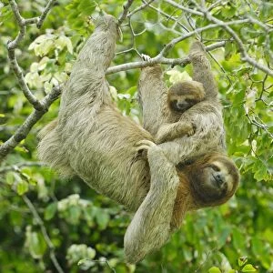 Brown-throated Three-toed Sloth (Bradypus variegatus) adult female and baby, hanging from tree in rainforest