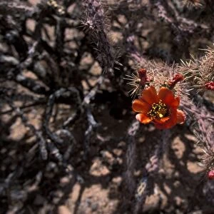 Buckhorn Cholla (Opuntia acanthocarpa) Flower - Arizona