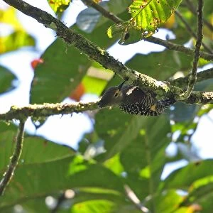 Buff-rumped Woodpecker (Meiglyptes tristis grammithorax) adult female, clinging under branch, Kerinci Seblat N. P