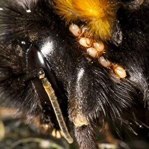 Buff-tailed Bumblebee (Bombus terrestris) adult, close-up of head, with infestation of mites, in garden, Sowerby