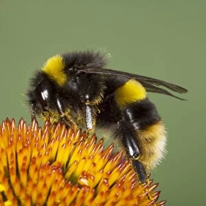 Buff-tailed Bumblebee (Bombus terrestris) adult, feeding on echinacea flower, Essex, England, august