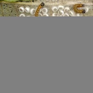 Buff-tip (Phalera bucephala) newly hatched caterpillars, group feeding on egg cases, Gorseinon, West Glamorgan