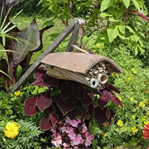 Bug hotel made from tile and hollow stems, hanging amongst flowers in garden, Normandy, France, August