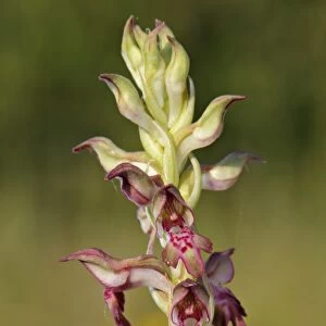 Bug Orchid (Anacamptis coriophora) close-up of flowerspike, Italy, may