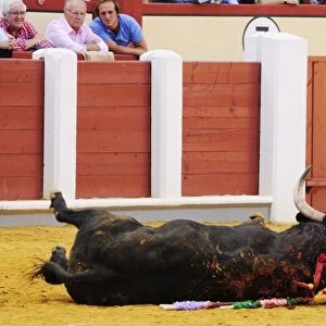 Bullfighting, bull dying after being impaled with sword in bullring, Tercio de muerte stage of bullfight, Spain