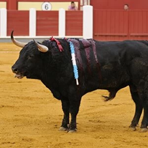 Bullfighting, bull impaled with banderillas in bullring, Tercio de banderillas stage of bullfight, Spain, september