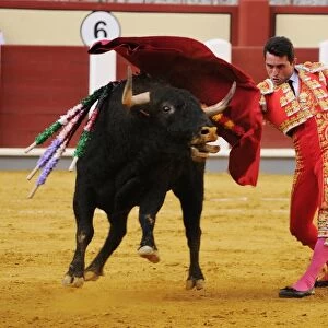 Bullfighting, Matador with muleta, fighting bull impaled with banderillas in bullring, Tercio de muerte stage of bullfight, Spain, september