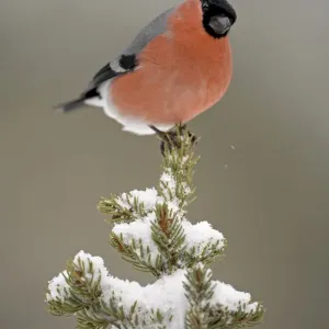Bullfinch (Pyrrhula pyrrhula) adult male, perched on snow covered conifer, Norway Bullfinch (Pyrrhula pyrrhula) adult male, perched on snow covered conifer, Norway