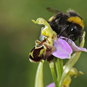 Bumblebee (Bombus sp. ) adult male, attempting to mate with Bee Orchid (Ophrys sp. ) flower
