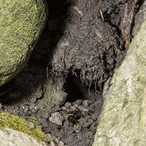 Bumblebee (Bombus sp. ) nest, in stone garden wall, Chipping, Lancashire, England, July