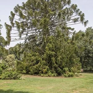 Bunya Pine (Araucaria bidwillii) habit, listed on Register of Significant Trees, Ballarat Botanical Gardens, Victoria