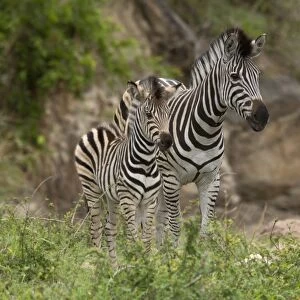 Burchells Zebra (Equus quagga burchellii) adult female and foal, standing together, Golden Gate Highlands N. P