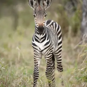 Burchell's Zebra Foal Print Burchell's Zebra Foal Print