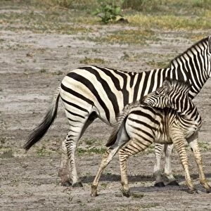 Burchells Zebra, female with foal