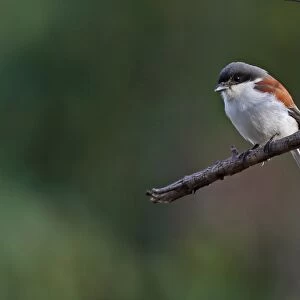 Burmese Shrike (Lanius collurioides collurioides) adult, perched on branch, Prey Veng, Cambodia, January
