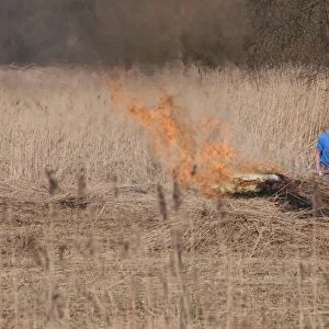 Burning cut reeds in reedbed habitat, How Hill, River Ant, The Broads N. P. Norfolk, England, march