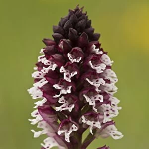 Burnt Orchid (Orchis ustulata) close-up of flowerspike, growing in limestone grassland, Abruzzo N. P
