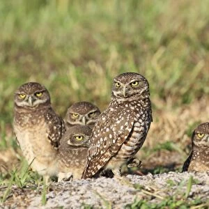 Burrowing Owl (Speotyto cunicularia) adult and chicks, standing at burrow entrance, Florida, U. S. A