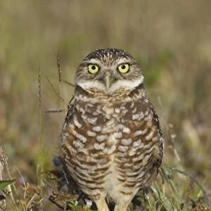 Burrowing Owl (Speotyto cunicularia) adult, standing, Marco Island, Florida, U. S. A