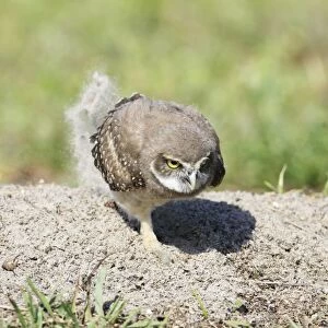 Burrowing Owl (Speotyto cunicularia) chick, scratching up sand, Florida, U. S. A