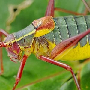 Bush-cricket (Barbitistes onustus) adult, close-up on leaf, Italy, july