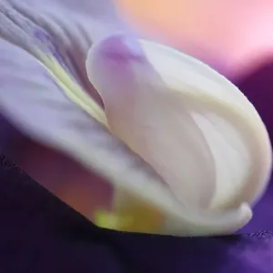 Butterfly Pea Close-up Print Butterfly Pea Close-up Print