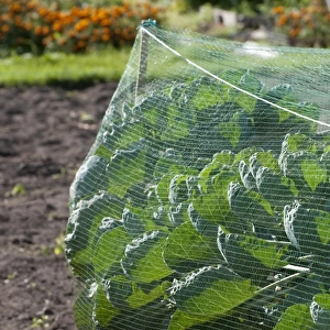 Cabbage (Brassica oleracea) crop, growing under protective netting in allotment garden, Norfolk, England, september