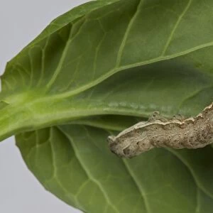 Cabbage Moth, Mamestra brassicae, caterpillar, on a pak choi stem and leaves