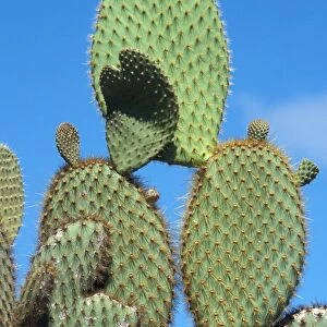 Cactus - Prickly Pear (Opuntia echios) Showing spiny pads - South Plaza, Galapagos