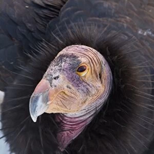 California Condor adult - Utah America
