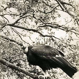 California Condor (Gymnogyps californianus) adult, perched in tree, photographed before extinction in wild, Los Angeles County, California, U. S. A. 1906 (William L Finley)