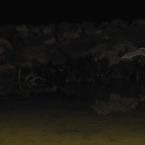 California Myotis (Myotis californicus) adult, in flight, hunting over waterhole at night, Amado, Arizona, U. S. A. March