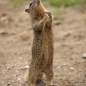 Californian Ground Squirrel Print Californian Ground Squirrel Print