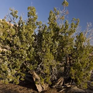 Californian Juniper (Juniperus californica) habit, ancient tree growing in desert, Joshua Tree N. P