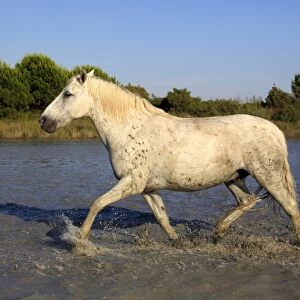 Camargue Horse, adult, running in water, Saintes Marie de la Mer, Camargue, Bouches du Rhone, France