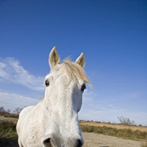 Camargue Horse, adult, with tongue sticking out, Saintes Marie de la Mer, Camargue, Bouches du Rhone, France