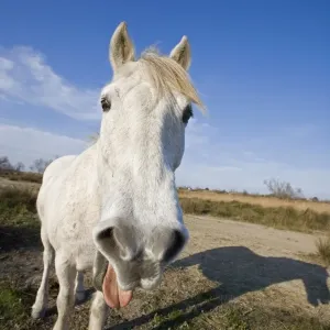 Cavallo della Camarga ,adulto con lingua fuori dalla bocca,Saintes-Marie-de-la-Mer,Camargue,Bocche del Rodano,Francia Cavallo della Camarga ,adulto con lingua fuori dalla bocca,Saintes-Marie-de-la-Mer,Camargue,Bocche del Rodano,Francia