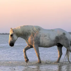 Camargue Horse, adult, walking in water at sunset, Saintes Marie de la Mer, Camargue, Bouches du Rhone, France Camargue Horse, adult, walking in water at sunset, Saintes Marie de la Mer, Camargue, Bouches du Rhone, France
