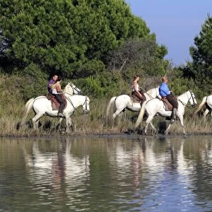Camargue Horse, five adults, with mounted gardians, walking in wetland habitat, Saintes Marie de la Mer, Camargue, Bouches du Rhone, France