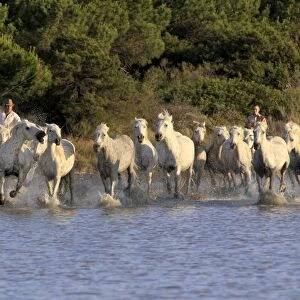 Camargue Horse, herd, being herded by mounted gardians, running in wetland habitat, Saintes Marie de la Mer, Camargue, Bouches du Rhone, France